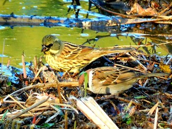 Masked Bunting 片鉾池 Wed, 1/19/2022