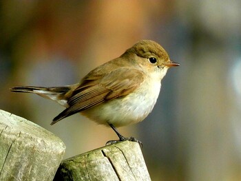 Red-breasted Flycatcher 南芦屋浜 Tue, 2/8/2022