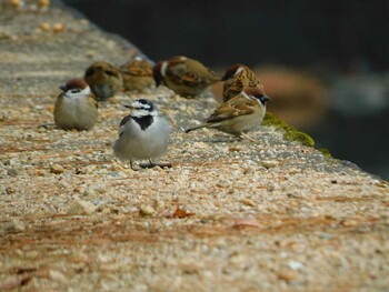 White Wagtail 夙川河川敷緑地(夙川公園) Mon, 1/31/2022