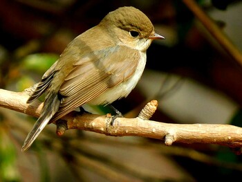 Red-breasted Flycatcher 南芦屋浜 Tue, 2/8/2022