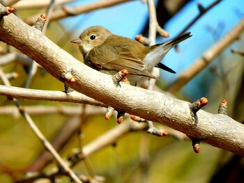 Red-breasted Flycatcher 南芦屋浜 Mon, 2/7/2022