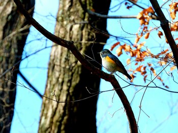 Red-flanked Bluetail 広田山公園 Sat, 2/12/2022