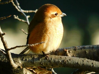 Bull-headed Shrike 片鉾池 Wed, 1/19/2022