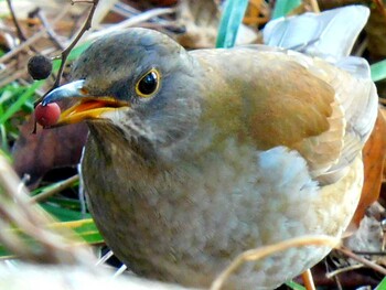 Pale Thrush 夙川河川敷緑地(夙川公園) Sat, 1/15/2022