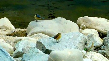 Red-flanked Bluetail 武田尾 Tue, 2/1/2022