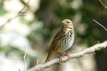 2022年2月12日(土) 仙元山(深谷市)の野鳥観察記録