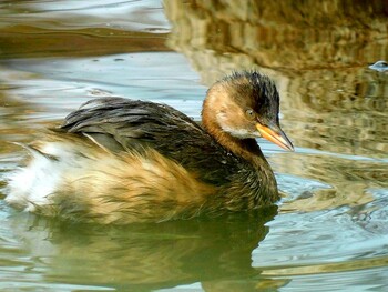 Little Grebe 仲ノ池緑地 Sat, 1/29/2022