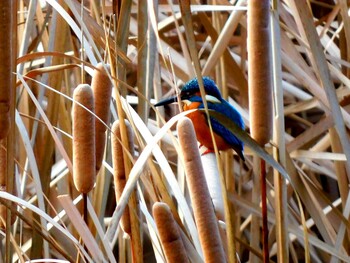 Common Kingfisher 片鉾池 Sun, 1/16/2022