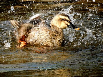 Eastern Spot-billed Duck 夙川 Thu, 1/27/2022