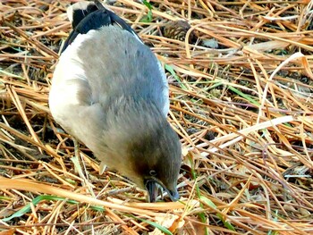 White-shouldered Starling 南芦屋浜 Tue, 2/8/2022