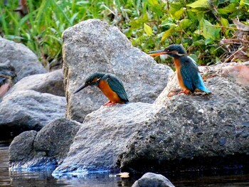 Common Kingfisher 夙川 Sun, 12/26/2021