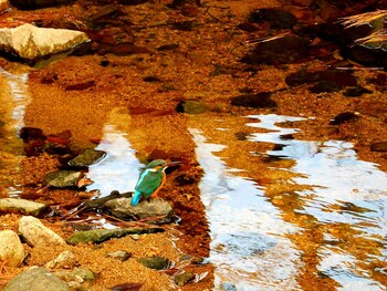 Common Kingfisher 夙川 Fri, 12/31/2021