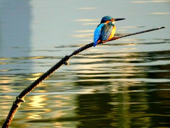 Common Kingfisher 片鉾池 Thu, 12/30/2021