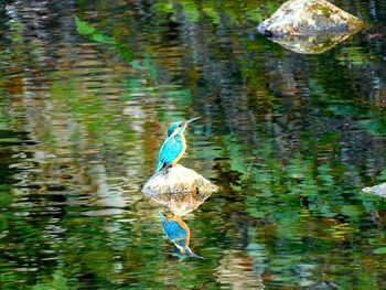 Common Kingfisher 夙川 Sat, 1/15/2022