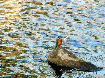 Common Kingfisher 夙川 Sun, 12/19/2021