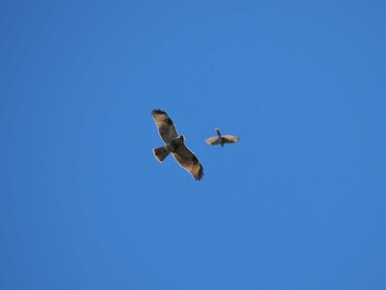 Eastern Buzzard Shirakaba-touge Mon, 9/20/2021