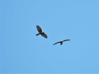 Grey-faced Buzzard Shirakaba-touge Tue, 9/21/2021