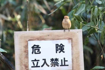 モズ 舞岡公園 2022年2月11日(金)