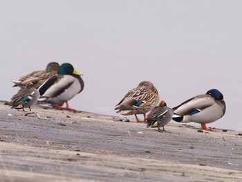 Eurasian Teal 狭山湖堤防 Sun, 2/13/2022