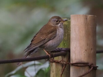 Pale Thrush 狭山丘陵 Sun, 2/13/2022