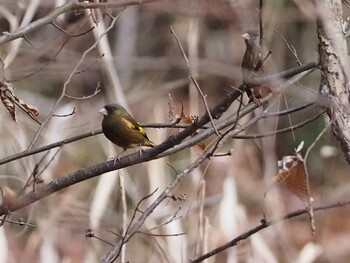 Grey-capped Greenfinch 青梅丘陵 Sun, 2/13/2022