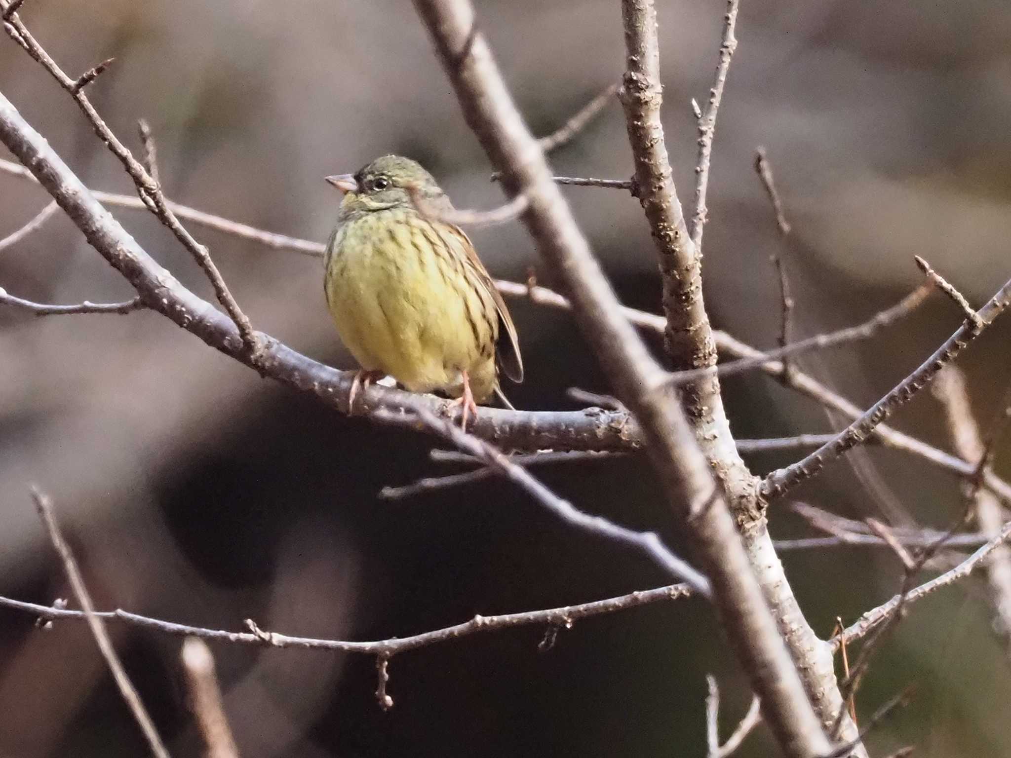 Photo of Masked Bunting at 青梅丘陵 by 日根野 哲也