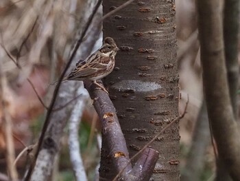 Rustic Bunting 青梅丘陵 Sun, 2/13/2022