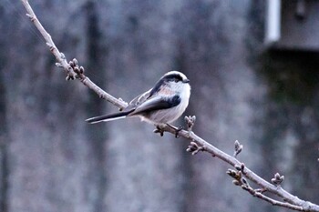 2022年2月16日(水) 野川の野鳥観察記録