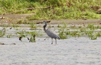 Great Blue Heron Tarcoles River Cruise(Costa Rica) Unknown Date