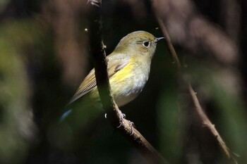 ルリビタキ 各務野自然遺産の森 2022年1月31日(月)