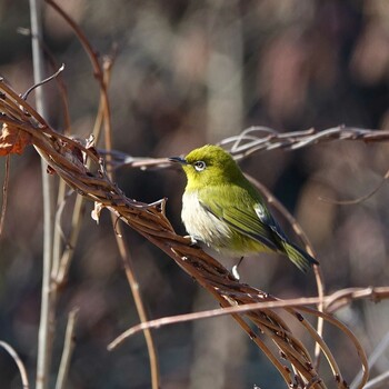 2022年2月11日(金) ロクハ公園(滋賀県草津市)の野鳥観察記録