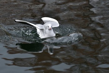 ユリカモメ 大阪城公園 2016年12月30日(金)