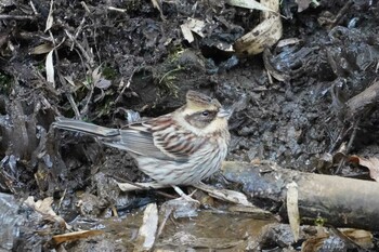 2022年2月6日(日) 多摩森林科学園の野鳥観察記録