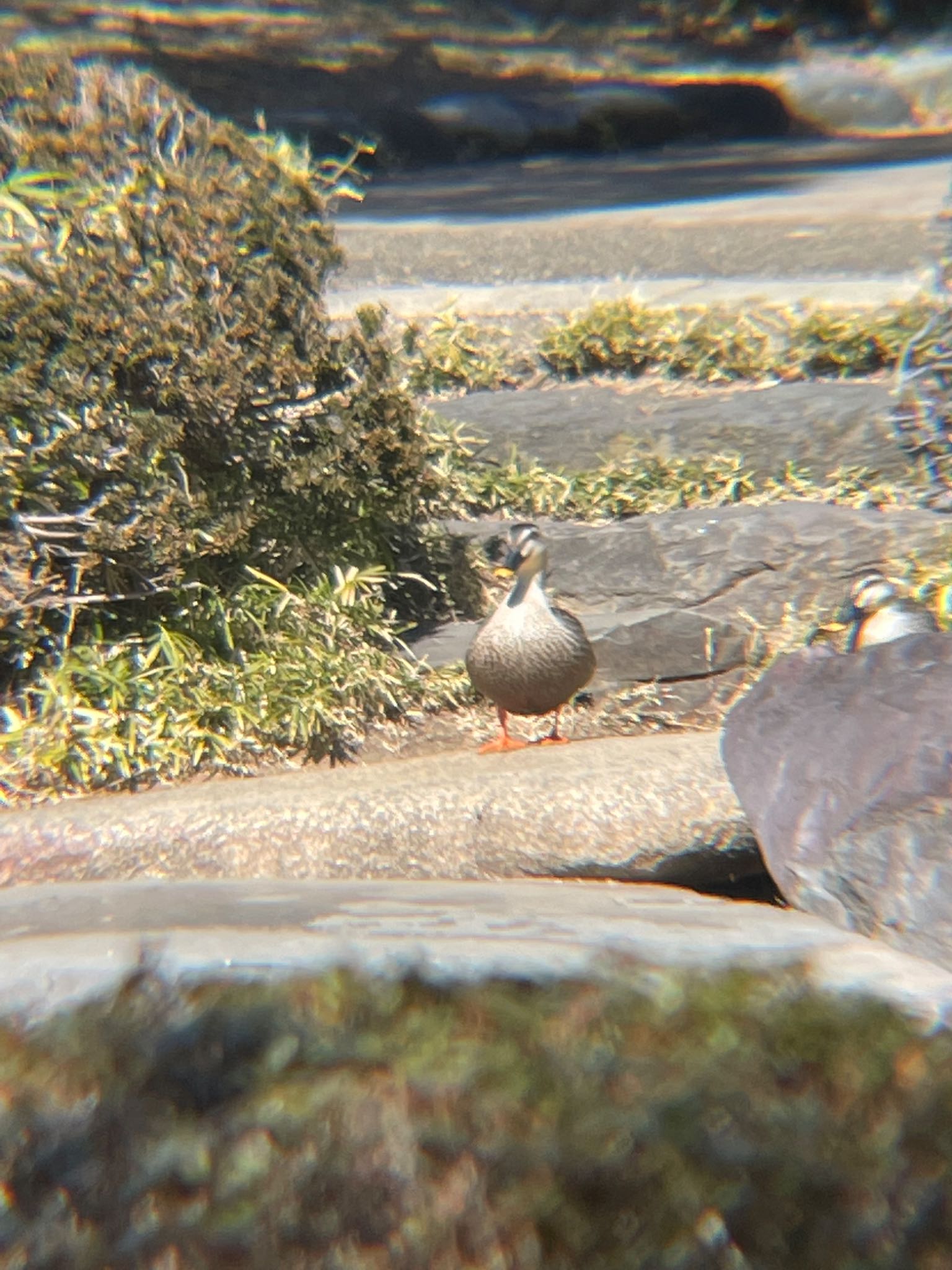 日比谷公園 カルガモの写真 by GANTER