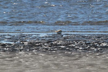 Kentish Plover Kasai Rinkai Park Fri, 2/18/2022