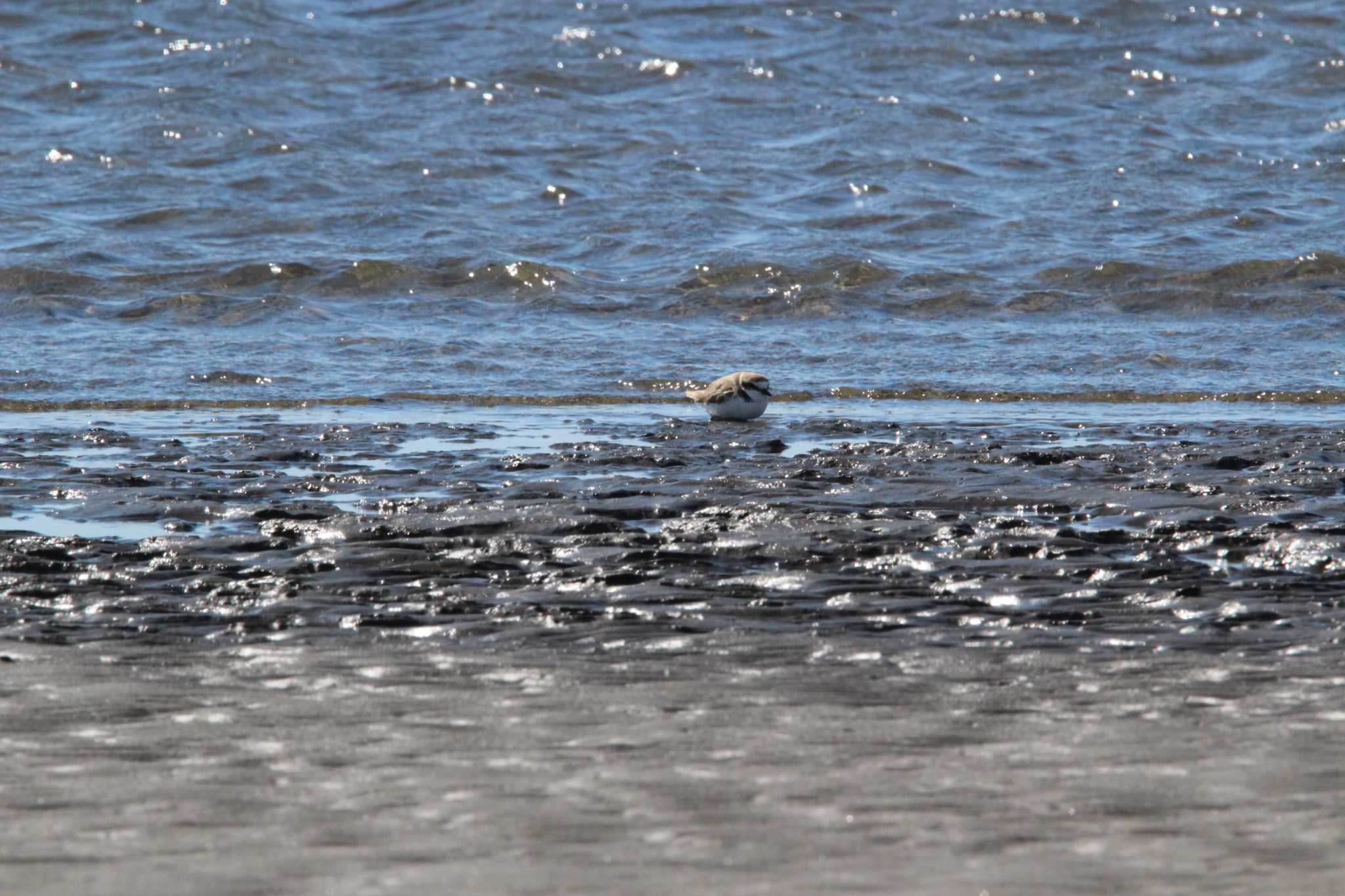 Photo of Kentish Plover at Kasai Rinkai Park by Sweet Potato