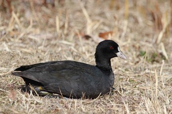 Eurasian Coot Kasai Rinkai Park Fri, 2/18/2022