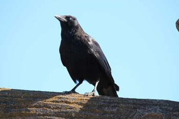 Carrion Crow Kasai Rinkai Park Fri, 2/18/2022