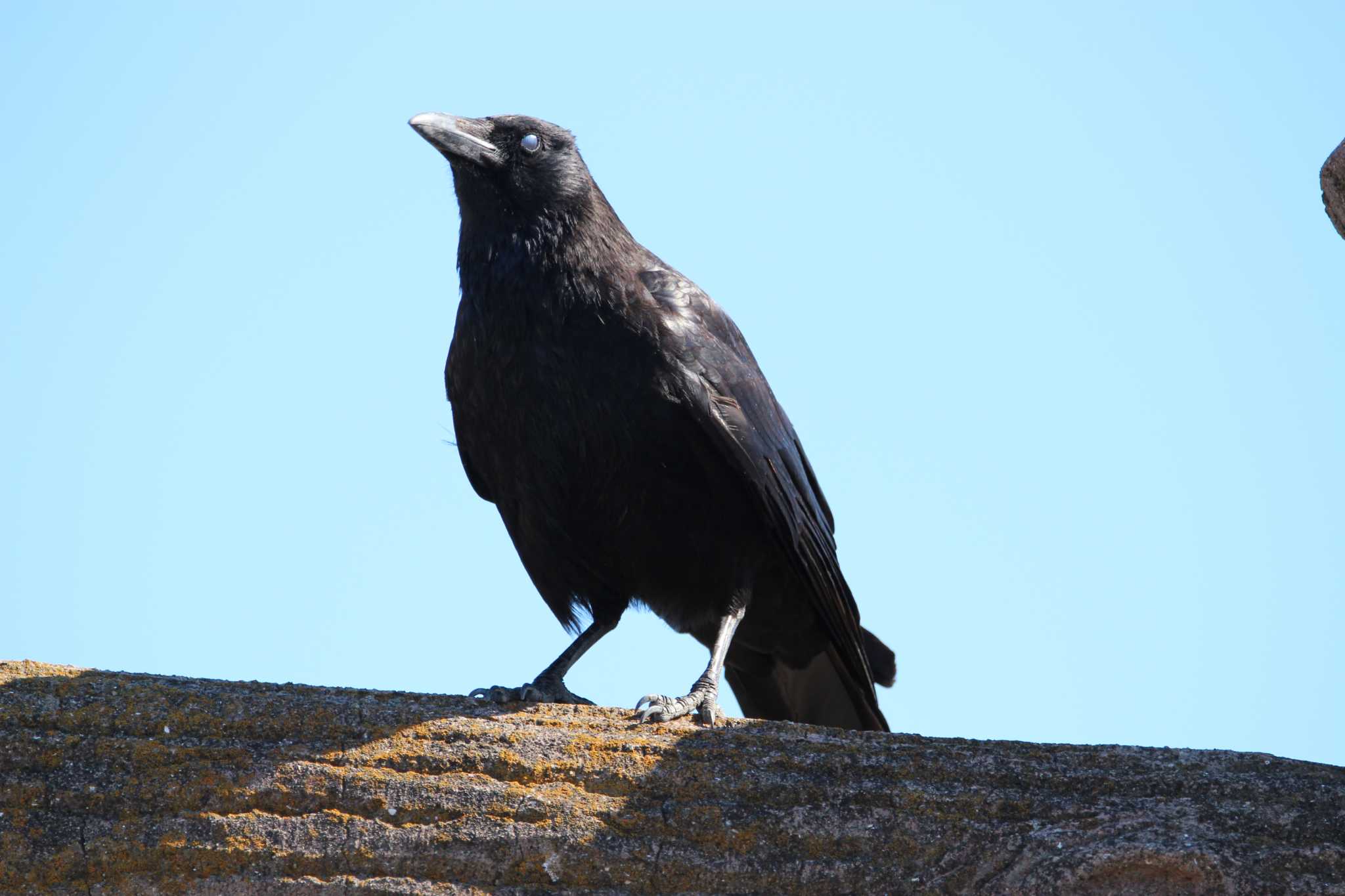 Photo of Carrion Crow at Kasai Rinkai Park by Sweet Potato