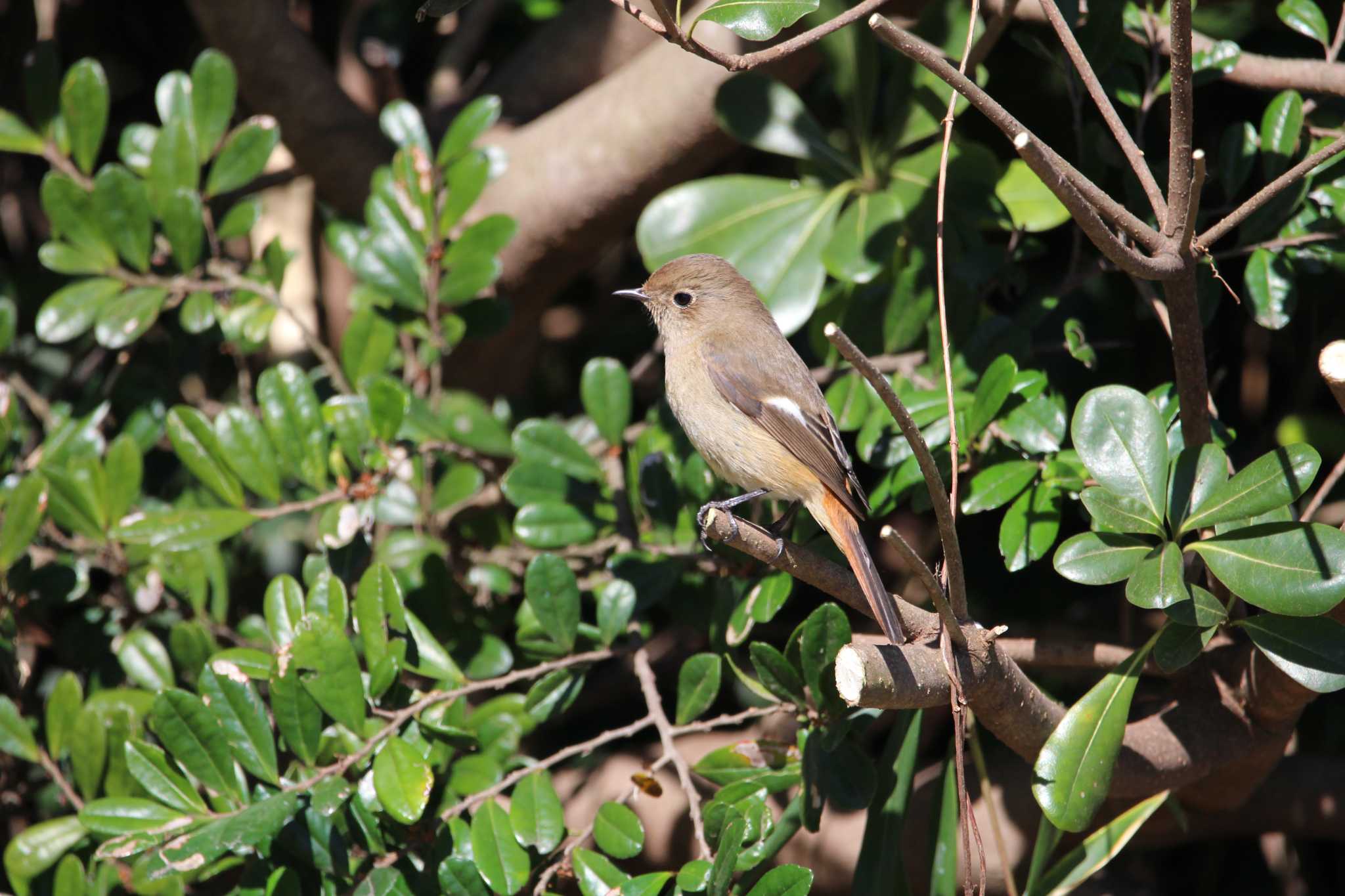 Daurian Redstart