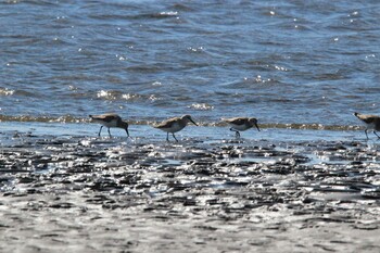 Dunlin Kasai Rinkai Park Fri, 2/18/2022