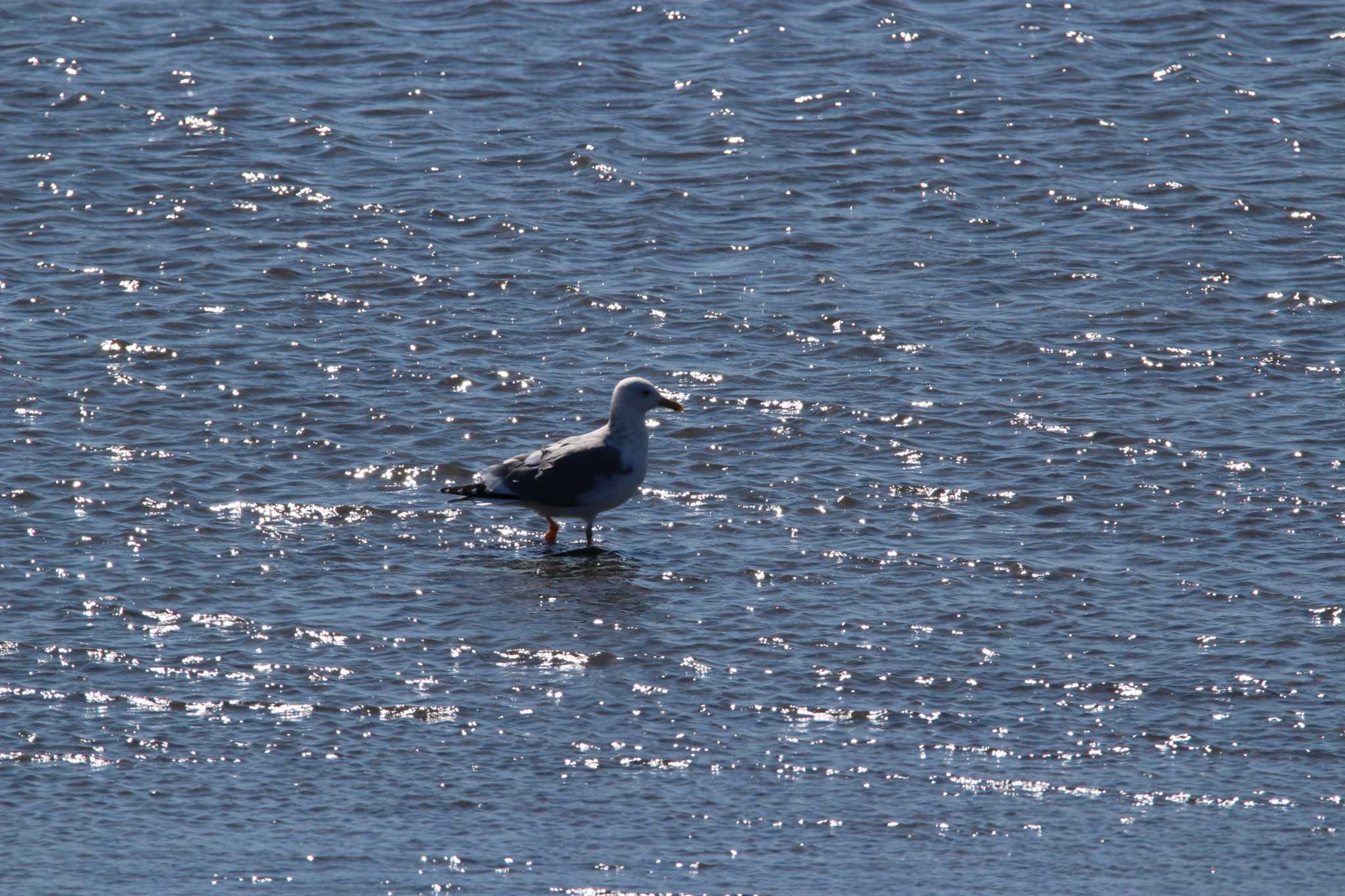 Photo of Vega Gull at Kasai Rinkai Park by Sweet Potato