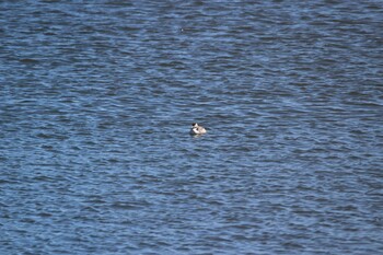 Great Crested Grebe Kasai Rinkai Park Fri, 2/18/2022