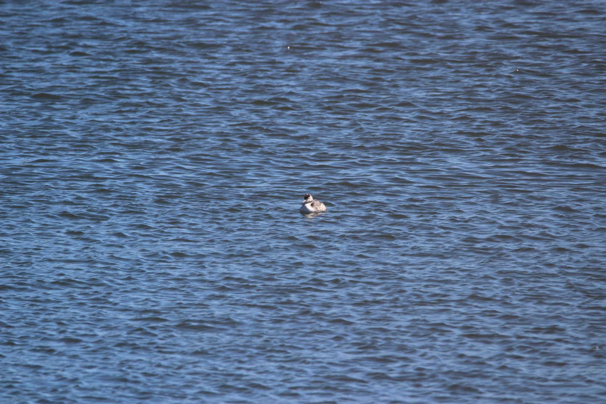 Photo of Great Crested Grebe at Kasai Rinkai Park by Sweet Potato