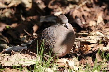 Oriental Turtle Dove Kasai Rinkai Park Fri, 2/18/2022