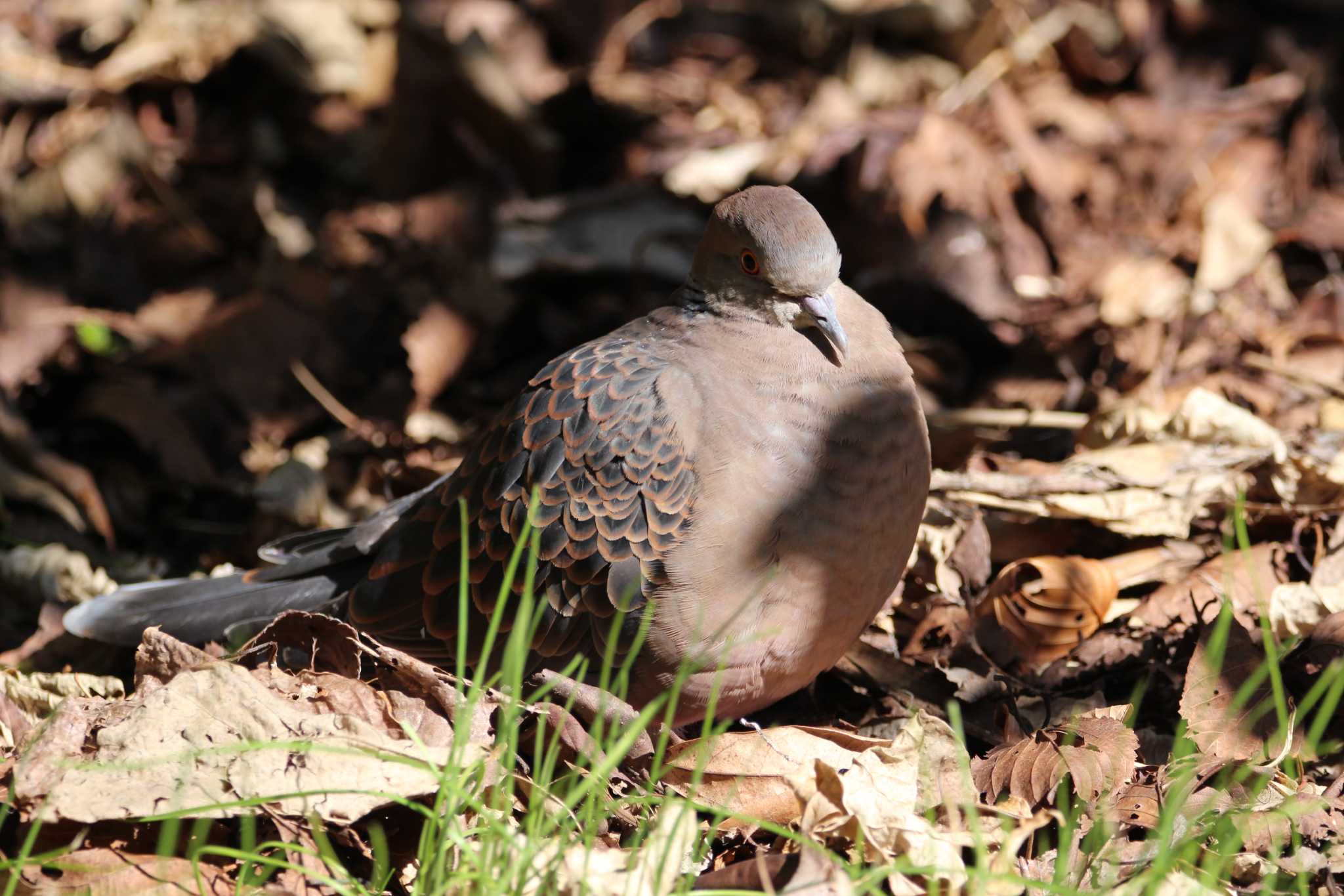 Photo of Oriental Turtle Dove at Kasai Rinkai Park by Sweet Potato