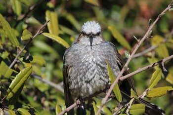 Brown-eared Bulbul Kasai Rinkai Park Fri, 2/18/2022