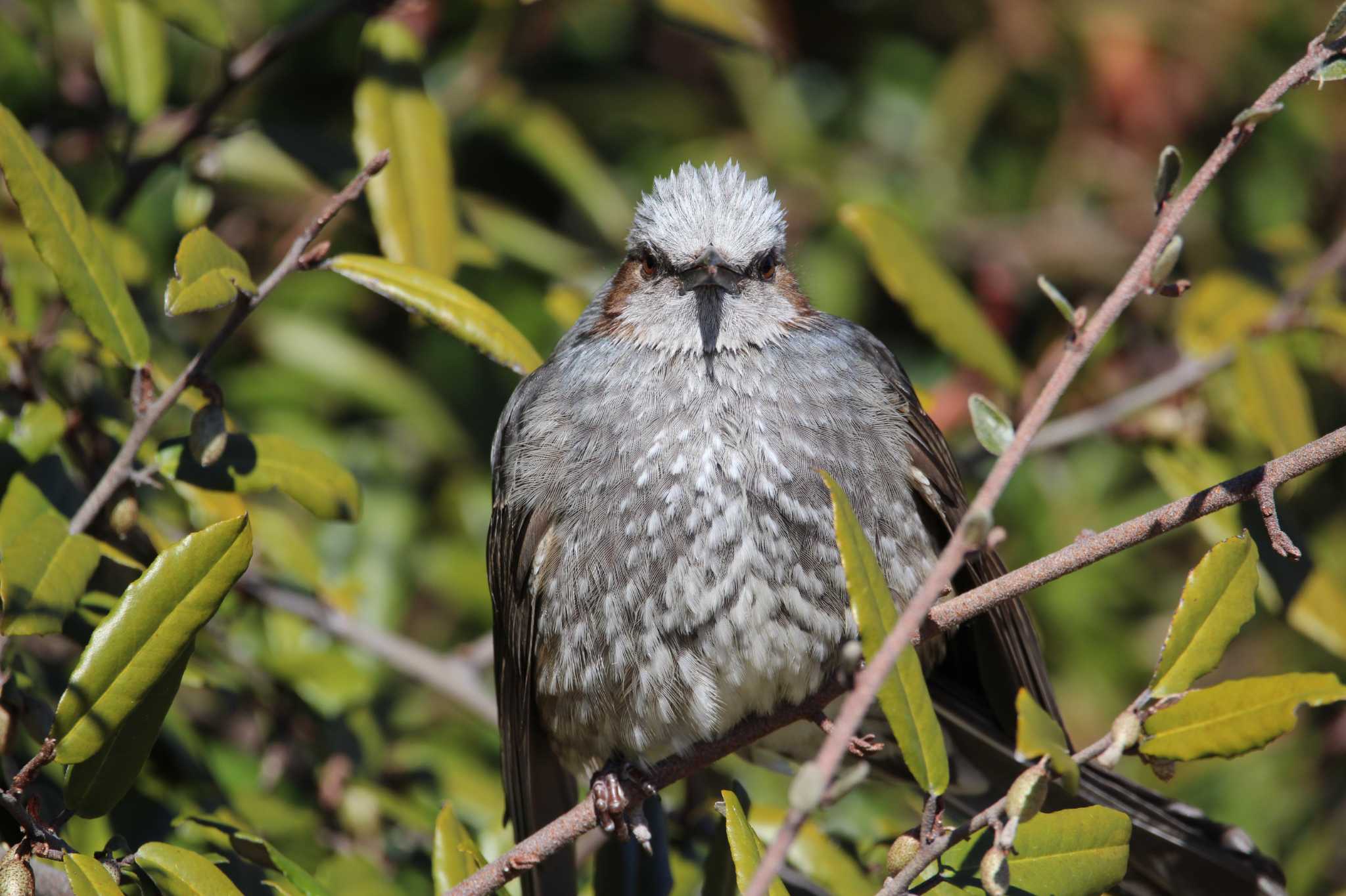 Brown-eared Bulbul