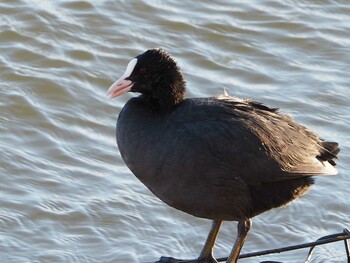 Eurasian Coot 茨城県 Fri, 2/18/2022