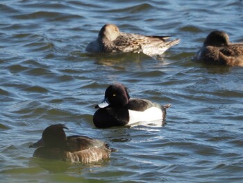 Greater Scaup 茨城県 Fri, 2/18/2022